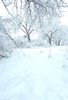 Snow-covered trees and ground in a quiet winter landscape with heavy snow on branches